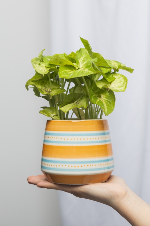 Eco-Friendly Orange Aquarell Pot for Indoor Decor